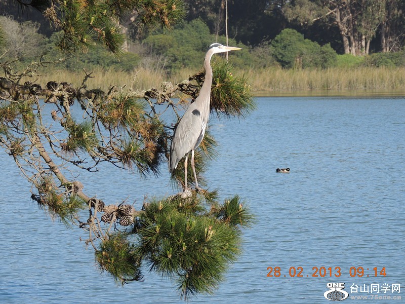 bird 1253_.jpg