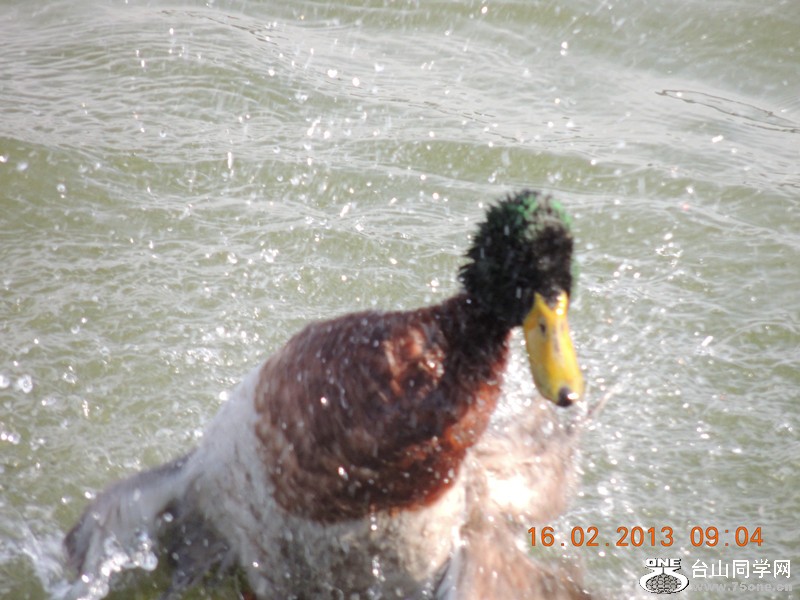 bird 705_.jpg