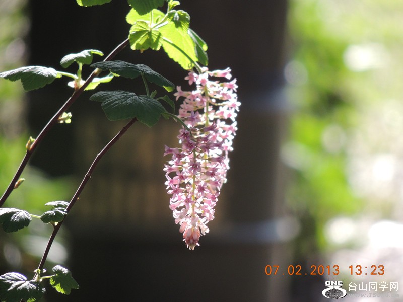 flower 307_.jpg
