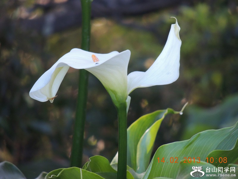 flower 451_.jpg