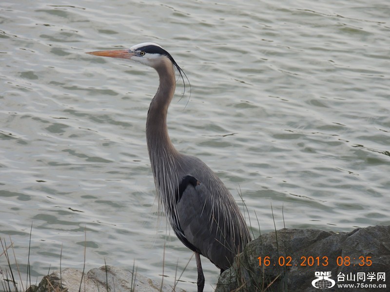 bird 623_.jpg