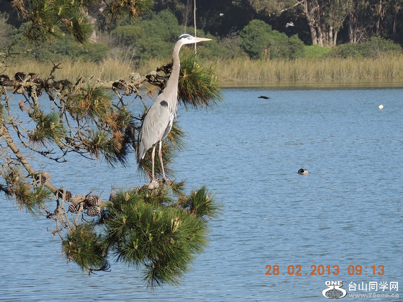 bird 1252_.jpg