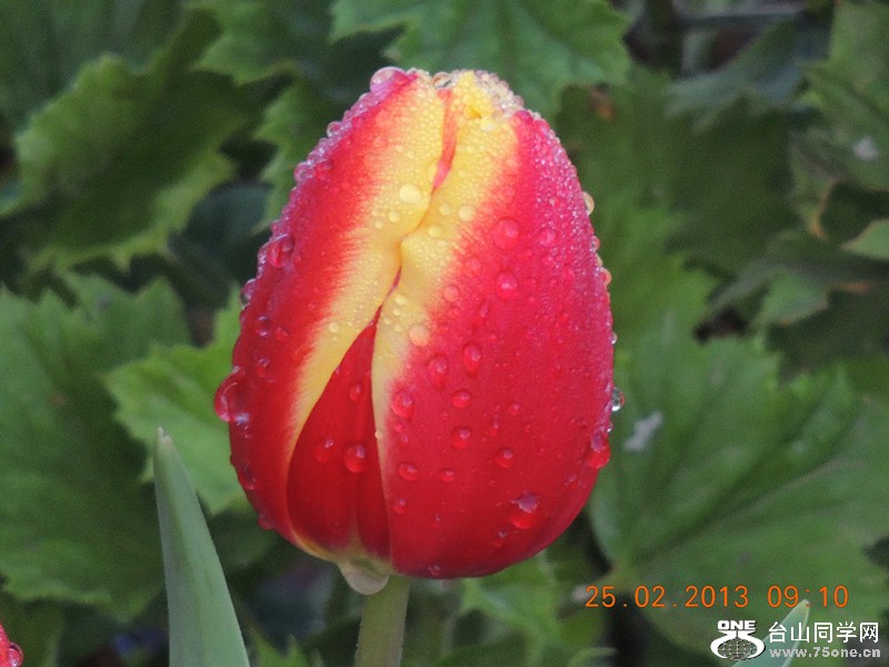flower 629_.jpg