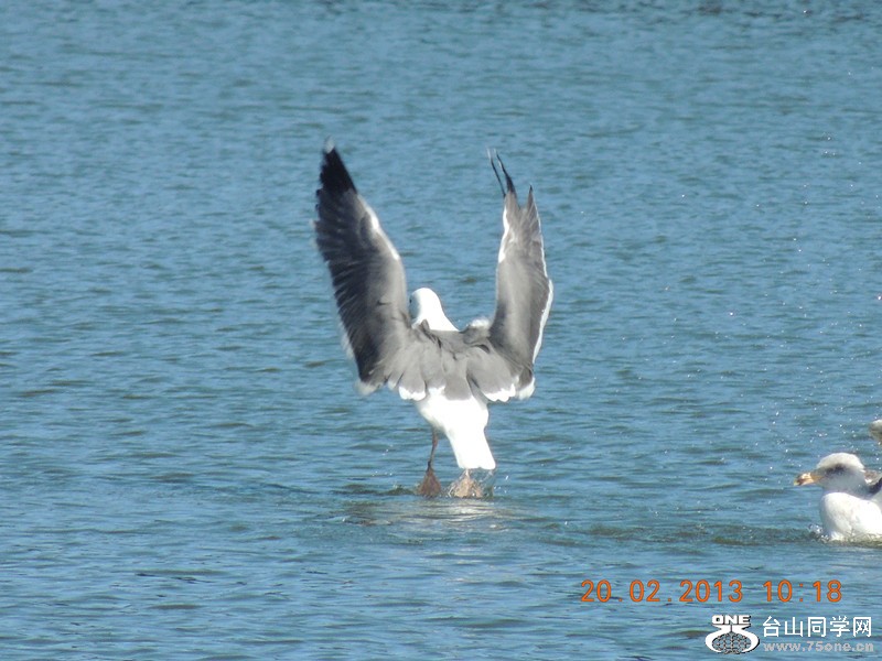 bird 888_.jpg