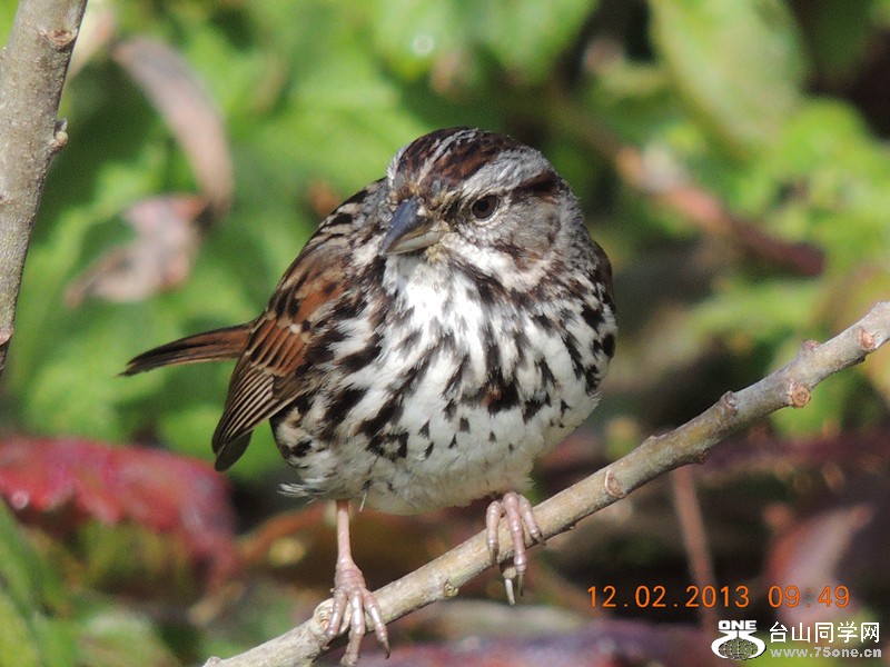 bird 414_.jpg