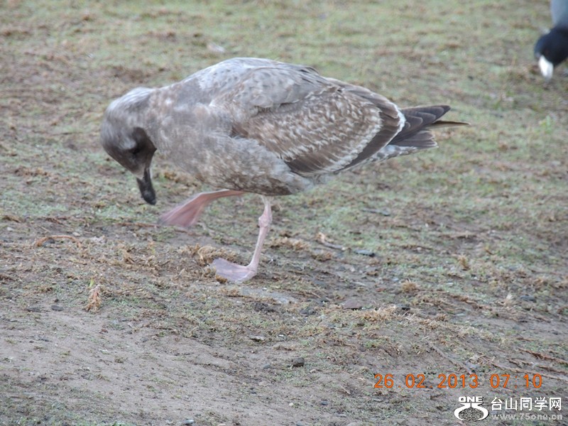 bird 1181_.jpg
