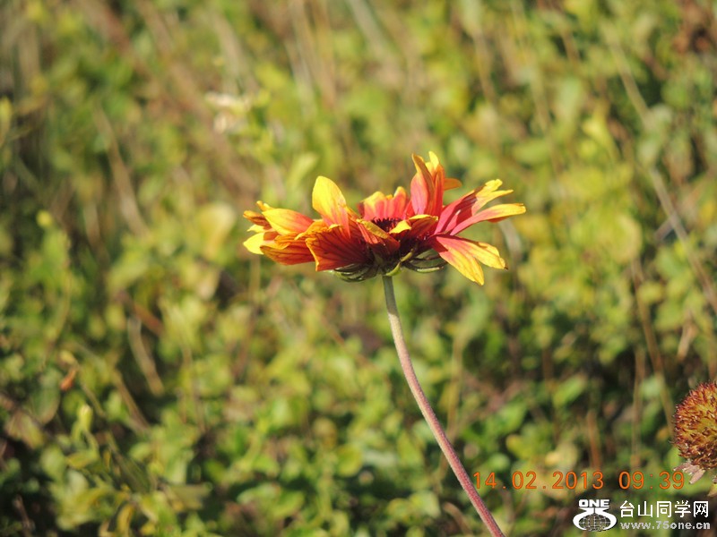 flower 423_.jpg