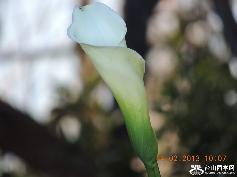 flower 450_.jpg