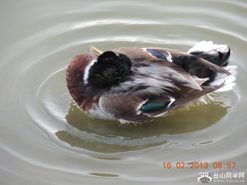 bird 689_.jpg