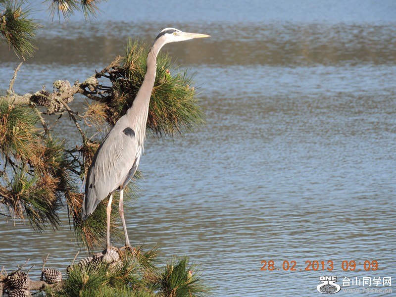 bird 1235_.jpg