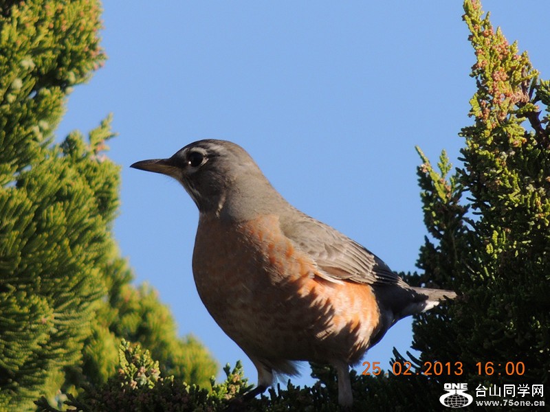 bird 1159_.jpg