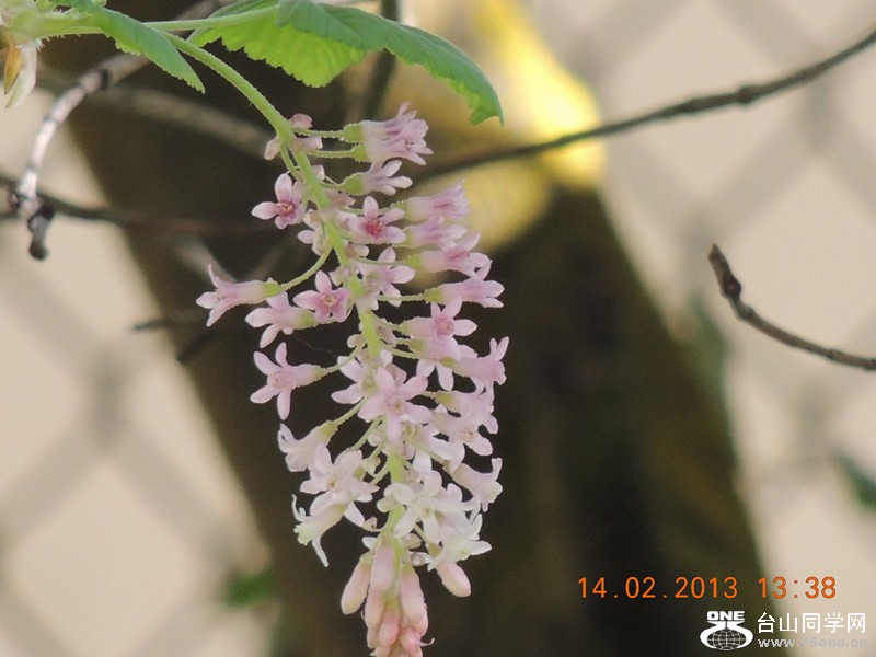 flower 487_.jpg