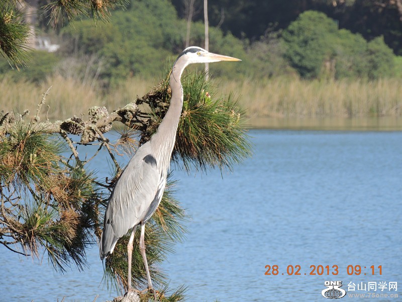 bird 1242_.jpg