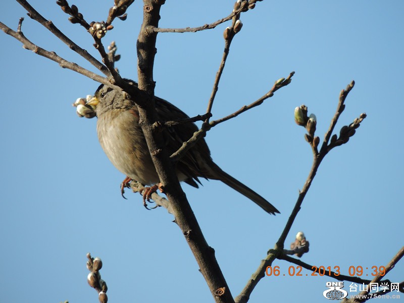 bird 257_.jpg