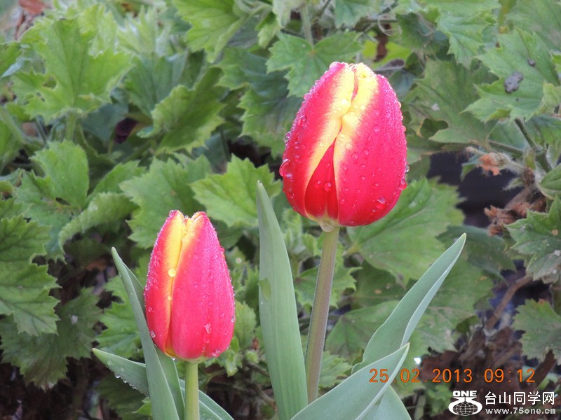 flower 638_.jpg