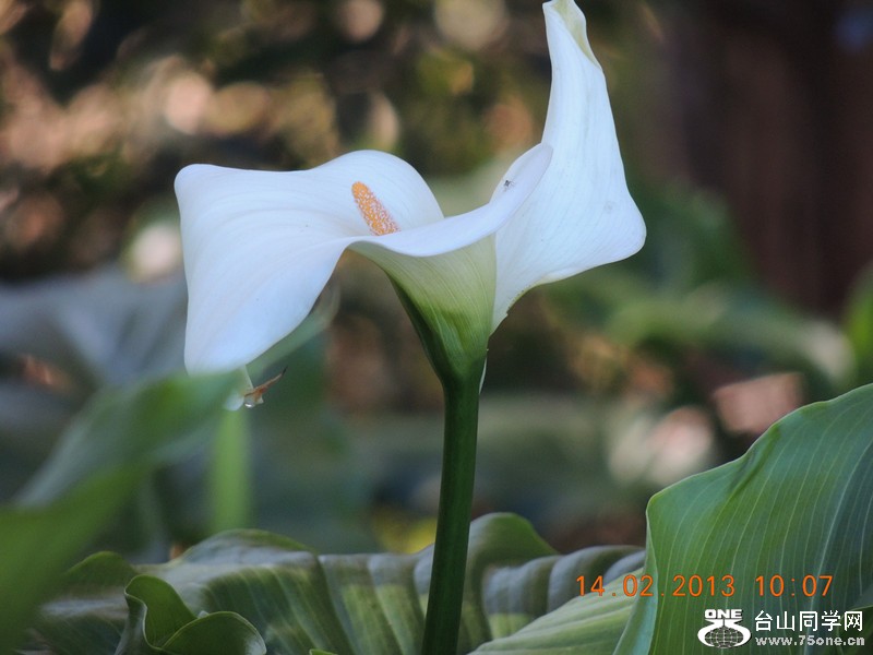flower 448_.jpg