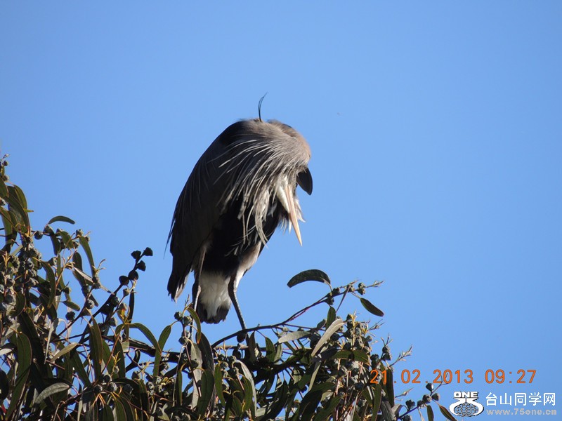 bird 940_.jpg