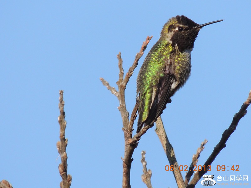 bird 269_.jpg