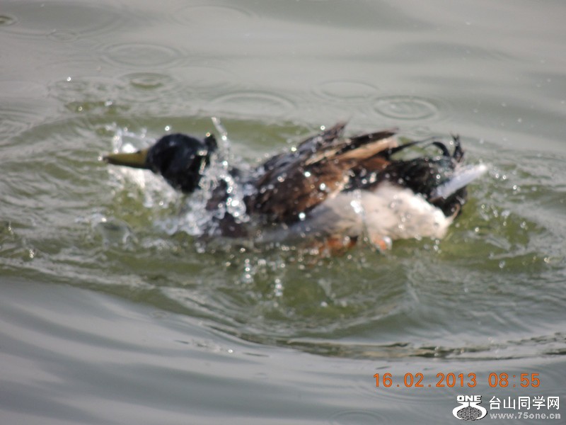 bird 673_.jpg