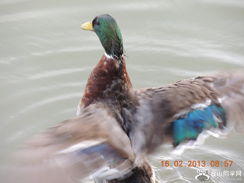 bird 690_.jpg
