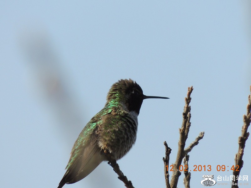 bird 402_.jpg