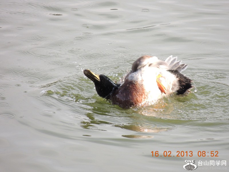 bird 660_.jpg
