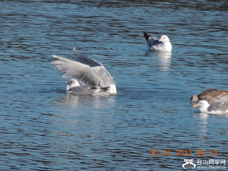 bird 859_.jpg