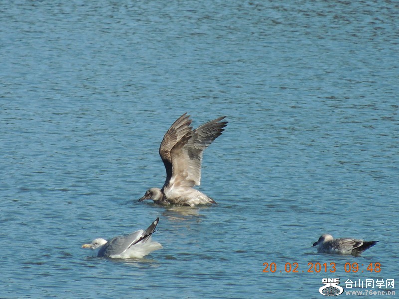 bird 842_.jpg
