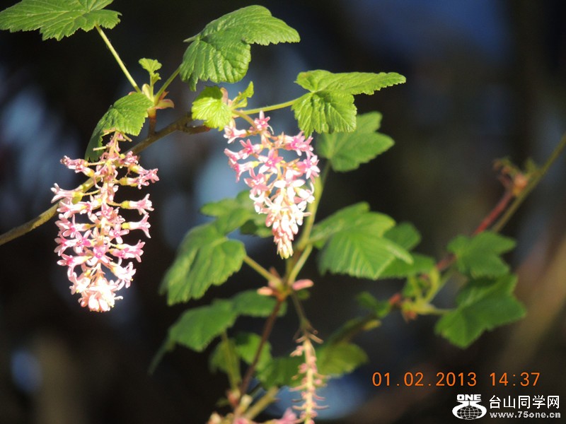 flower 190_副本.jpg