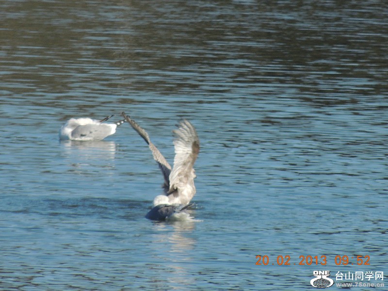 bird 853_.jpg