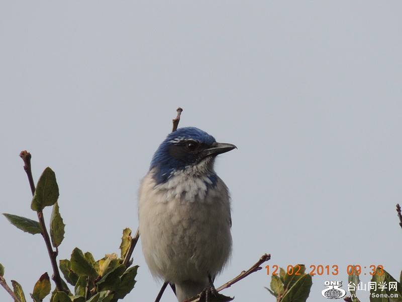 bird 386_.jpg