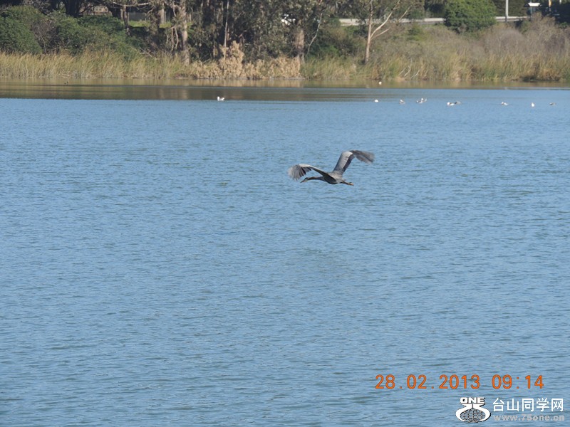 bird 1255_.jpg