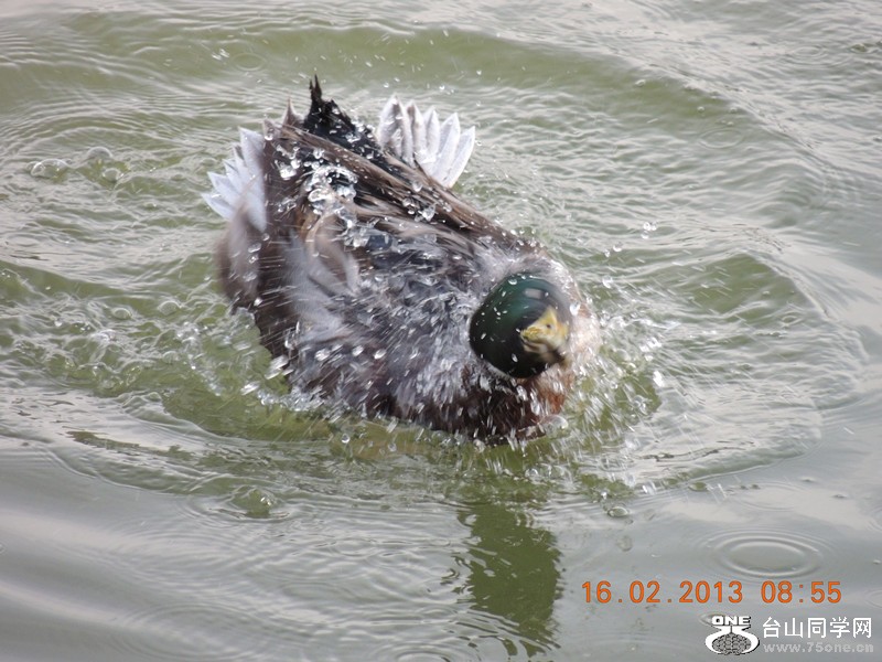 bird 679_.jpg