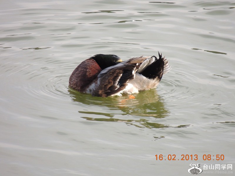 bird 650_.jpg