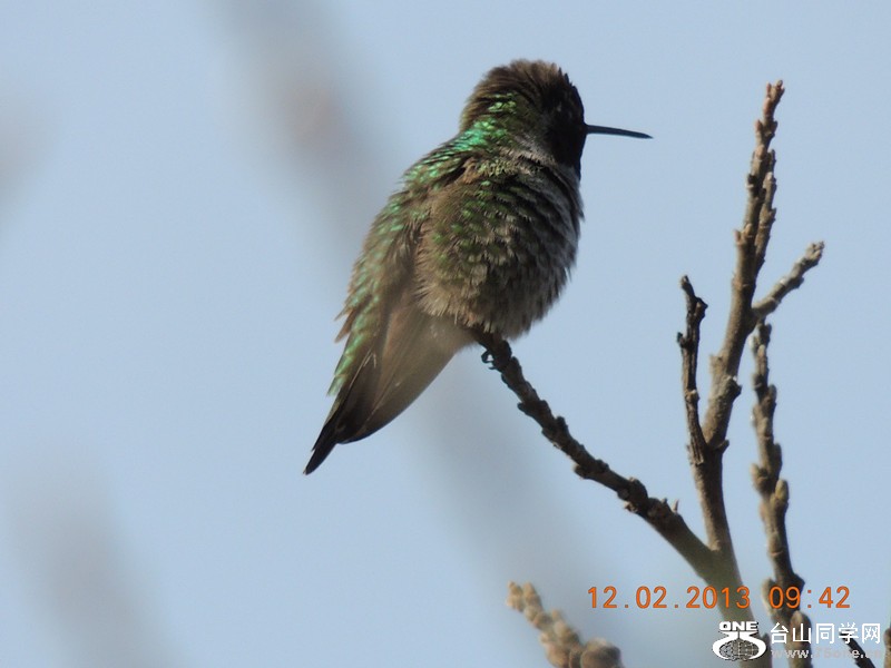 bird 401_.jpg