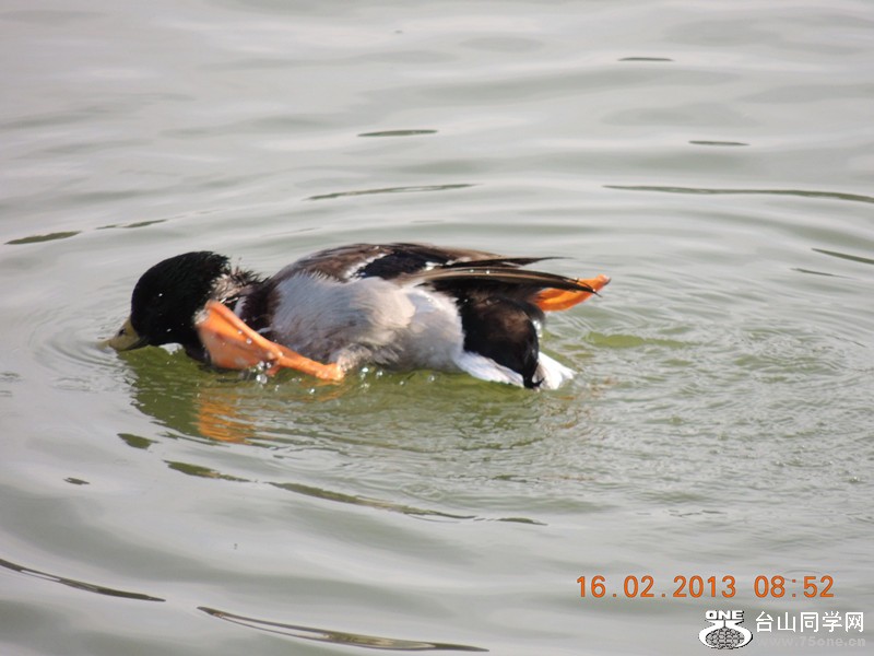 bird 659_.jpg