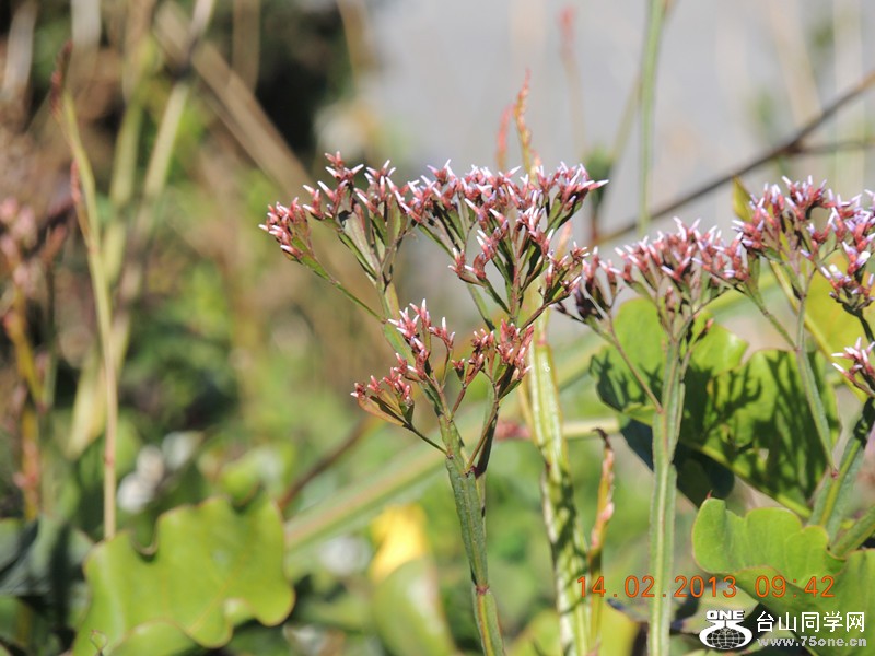 flower 430_.jpg