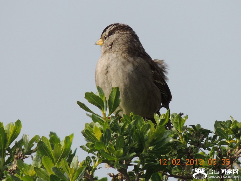 bird 394_.jpg