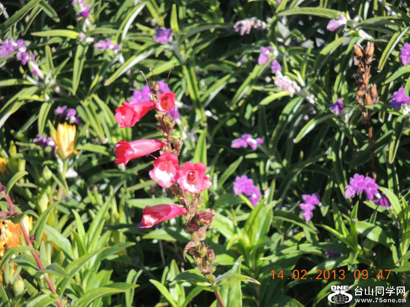 flower 432_.jpg