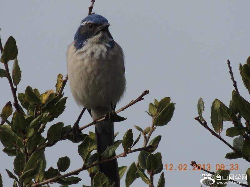 bird 387_.jpg