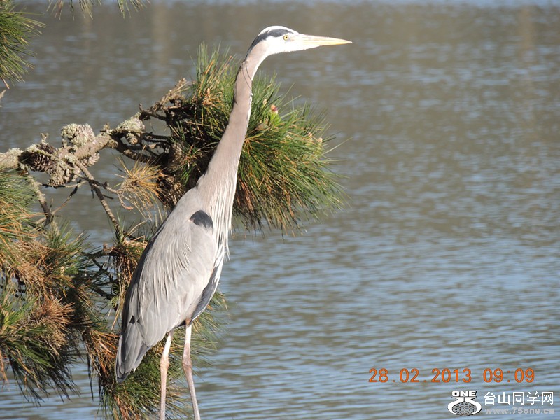 bird 1234_.jpg