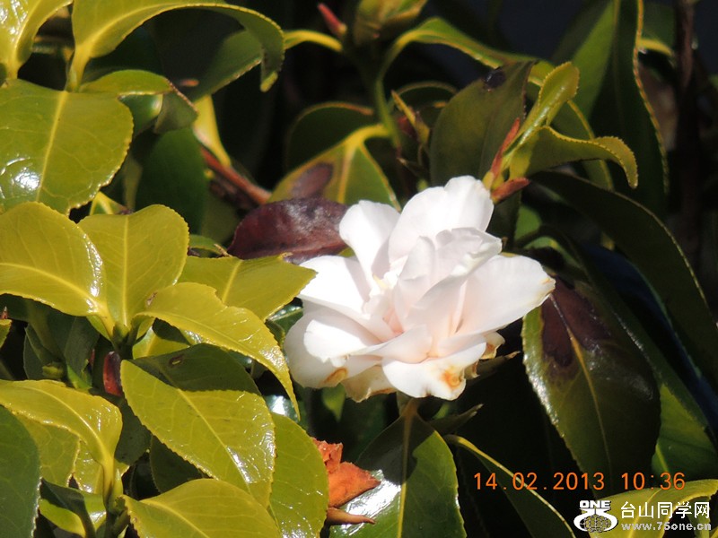 flower 458_.jpg