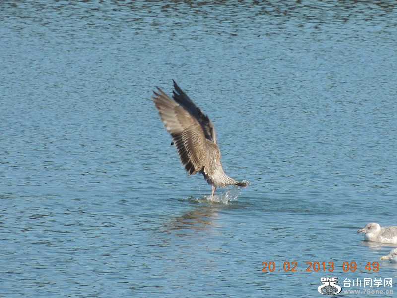 bird 844_.jpg