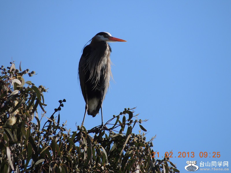bird 929_.jpg