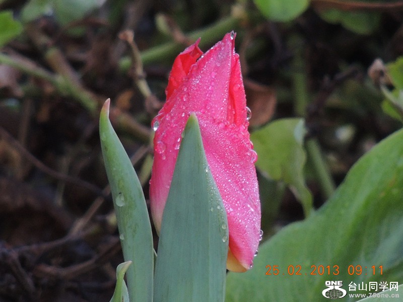 flower 633_.jpg