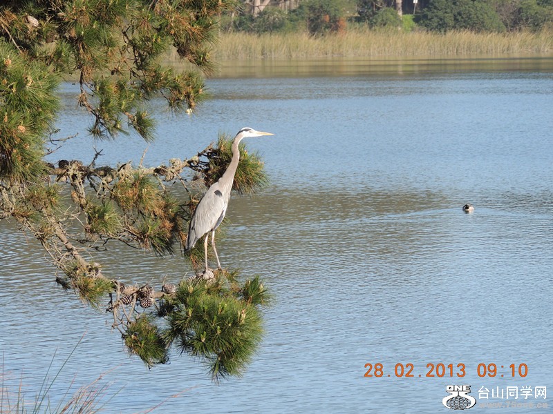 bird 1239_.jpg