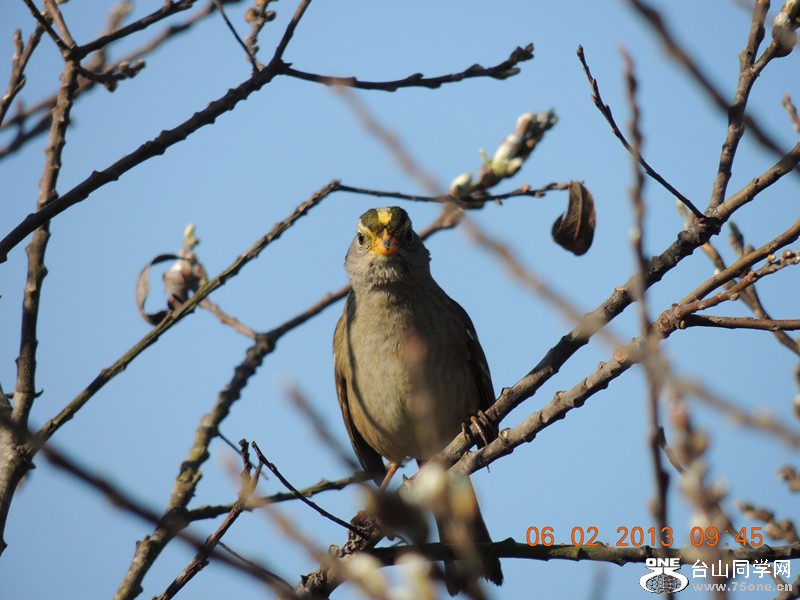 bird 292_.jpg