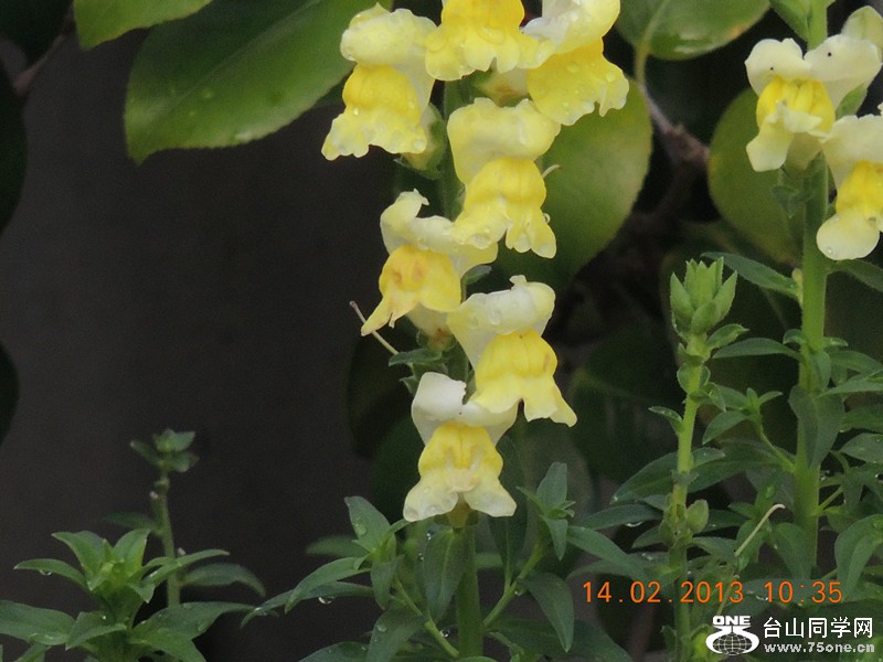 flower 456_.jpg