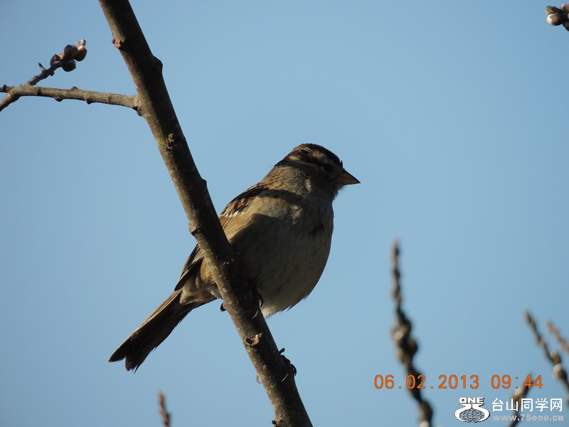 bird 287_.jpg