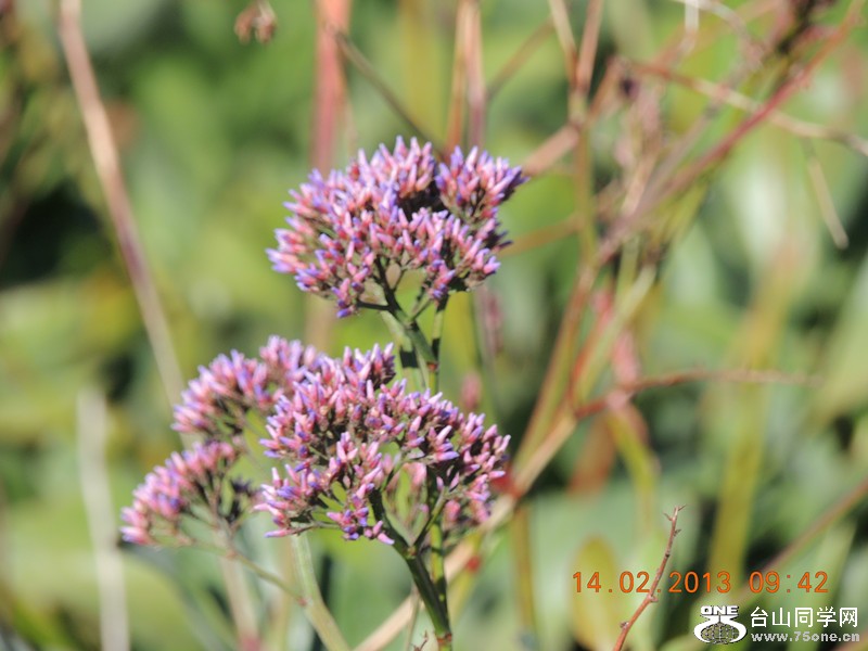 flower 428_.jpg